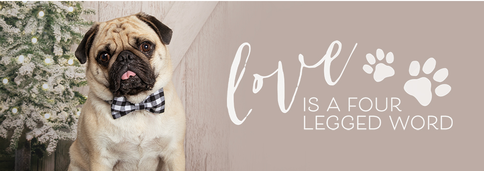 Schedule your holiday pet session today!