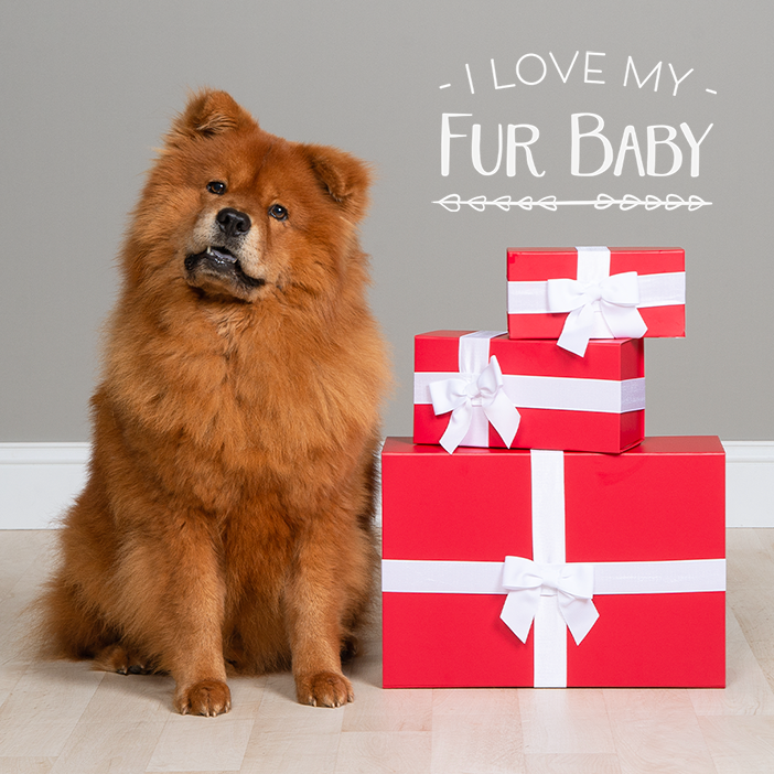 Schedule your holiday pet session today!